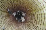 s gigantea
